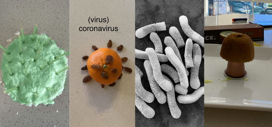 National Science Week pathogens and viruses